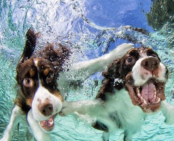 Câinii de apă