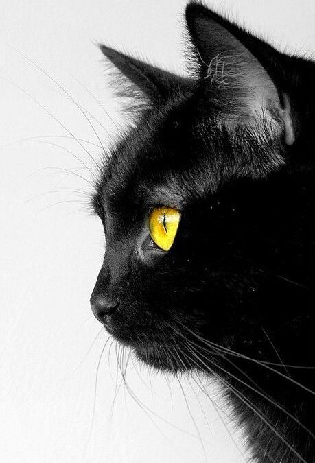 Marți 13 & Pisica neagră